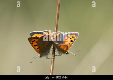 Kleine Kupfer Schmetterling, paar Paarung, Lycaena phlaeas, Bredhurst Wald & Wiese, Kent GROSSBRITANNIEN Stockfoto