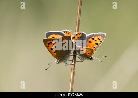 Kleine Kupfer Schmetterling, paar Paarung, Lycaena phlaeas, Bredhurst Wald & Wiese, Kent GROSSBRITANNIEN Stockfoto