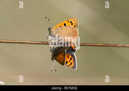 Kleine Kupfer Schmetterling, paar Paarung, Lycaena phlaeas, Bredhurst Wald & Wiese, Kent GROSSBRITANNIEN Stockfoto