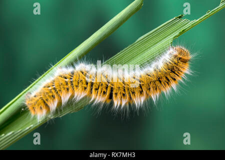 Eggar Motte (lasiocampa trifolii) Caterpillar Stockfoto