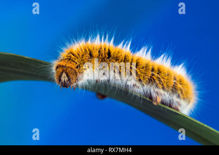 Eggar Motte (lasiocampa trifolii) Caterpillar Stockfoto