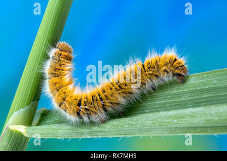 Eggar Motte (lasiocampa trifolii) Caterpillar Stockfoto