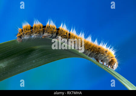 Eggar Motte (lasiocampa trifolii) Caterpillar Stockfoto