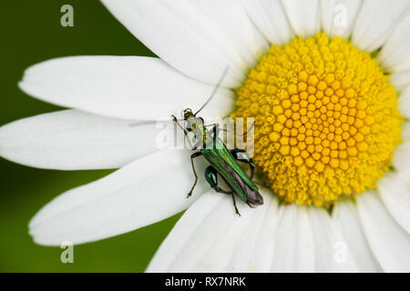 Leaf Beetle, Oedemera nobilis, auf Daisy, Monkton Naturschutzgebiet, Kent GROSSBRITANNIEN Stockfoto