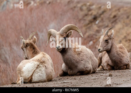 Dickhornschafe entlang der Platte River in Waterton Canyon Colorado auf einer schönen Wintermorgen Stockfoto