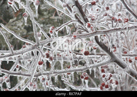 In der Nähe der Filialen und Beeren eines Prairie Fire Crabapple Tree bedeckt in einer Schicht aus Eis mit eiszapfen Tropfen nach unten Stockfoto