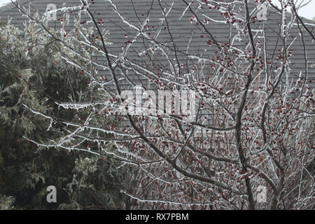 Die Reben und Beeren a Prairie Fire Crabapple Tree bedeckt in einer Schicht aus Eis mit eiszapfen Tropfen nach unten Stockfoto