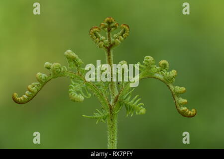 Bracken Fern, Pteridium aquilinum, Crozier, Blätter entfaltet, Curling, Thornden Woods, Kent GROSSBRITANNIEN Stockfoto