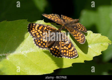 Heide Fritillaryschmetterling, Melitaea athalia, Thorndon Woods, Kent GROSSBRITANNIEN, geschützte Arten, seltene, Flügel öffnen, Paar zusammen im Sonnenschein, zwei, 2 Stockfoto