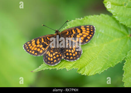 Heide Fritillaryschmetterling, Melitaea athalia, Thorndon Woods, Kent GROSSBRITANNIEN, geschützte Arten, seltene, Flügel geöffnet Stockfoto