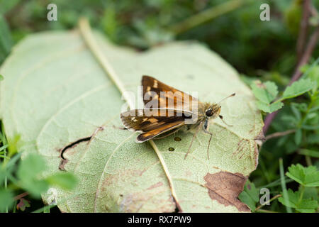 Silber getupft Skipper Schmetterling, Hesperia comma, Queensdown Warren, Kent Wildlife Trust, GB, kleine ruht auf Blatt auf dem Boden Stockfoto