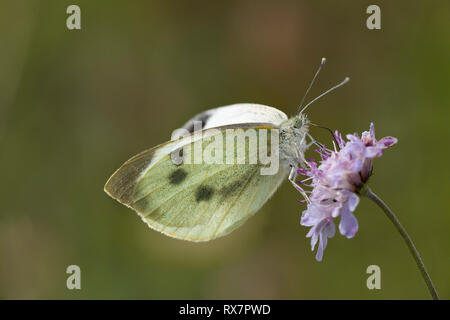 Großer weißer Schmetterling, Pieris brassicae, Fütterung auf scabious Blume, Tempel Ewell, Kent Wildlife Trust, GB Stockfoto
