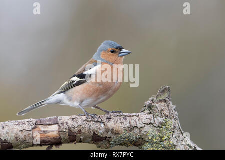 Gemeinsame Buchfink, Fringilla coelebs, männliche Elmely Naturschutzgebiet, Kent GROSSBRITANNIEN Stockfoto