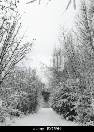 Winterlandschaft mit Schnee Bäume auf einem Pfad in den Wald bedeckt Stockfoto