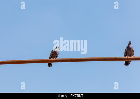 Zwei Tauben sitzen auf einem Rohr vor blauem Himmel Stockfoto