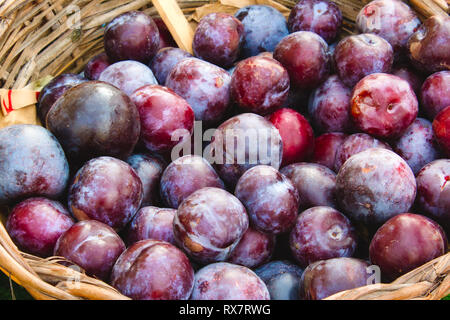 Reife Pflaumen in einem Weidenkorb für Verkauf an ein Bauernmarkt Stockfoto