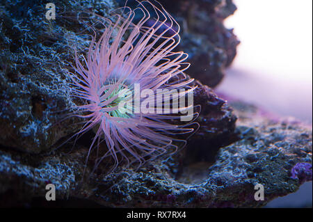 Schöne Seeanemone Beleuchtung in Violett Blau und Rosa leuchtende Farben aquatische Unterwasser ocean Tier Pflanze Stockfoto