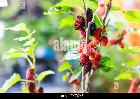 Frische reife rote und dunkle Lila süße Mulberry Obst aus natürlichen Baum Hintergrund. Maulbeeren Nutzen für die Gesundheit sind die Verdauung, die unteren cholester zu verbessern. Stockfoto