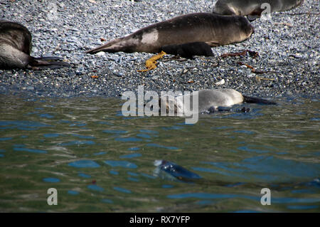 Die Bucht von Elsehul South Georgia Island, Pelz Dichtung Wasser von Pebble Beach Stockfoto