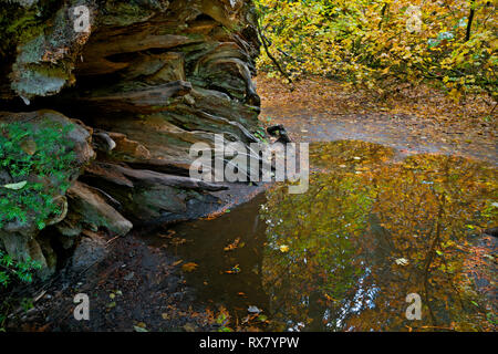 WASHINGTON - die Pfütze, die Bäume im Herbst Farben auf der Basis von großen alten hohlen im Hain des Patriarchen, Mount Rainier National Park anmelden. Stockfoto