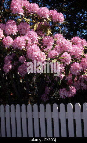 ROSA RHODODENDRON BUSH WÄCHST IM WEISSEN HOLZZAUN, VORORT SYDNEY, NEW SOUTH WALES, AUSTRALIEN. Stockfoto