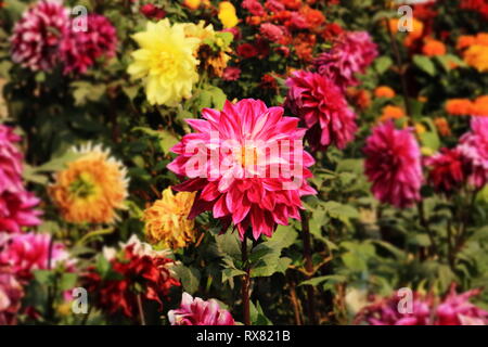Red rose Blumen Landschaft Stockfoto