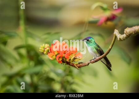 Andengemeinschaft Emerald sitzen auf Zweig mit orange Blumen, Kolibri aus tropischen Wald saugen Nektar von Blüten, Kolumbien, Vogel hocken, winzige beautifu Stockfoto