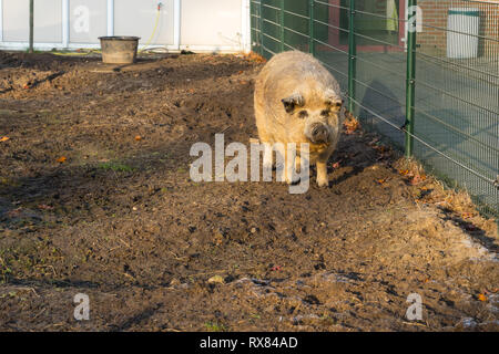 Das wollige Sheep-Pig stehend in einem schlammigen Käfig in der Sonne Stockfoto