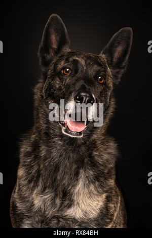 Porträt eines Holländischen Schäferhund, gestromt Färbung, auf schwarzem Hintergrund Stockfoto