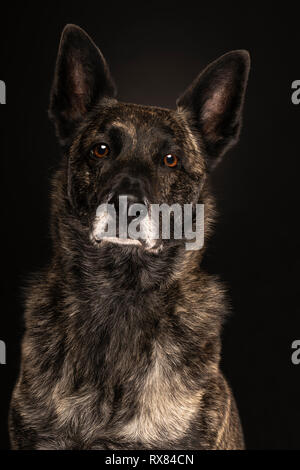 Porträt eines Holländischen Schäferhund, gestromt Färbung, auf schwarzem Hintergrund Stockfoto