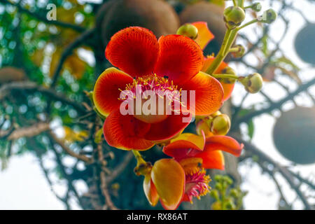 Blüte einer Kanonenkugel Baum (Couroupita guianensis Aubl.), Koh Samui, Thailand Stockfoto