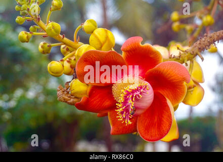 Blüte einer Kanonenkugel Baum (Couroupita guianensis Aubl.), Koh Samui, Thailand Stockfoto