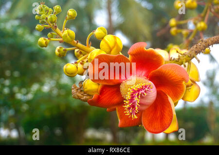 Blüte einer Kanonenkugel Baum (Couroupita guianensis Aubl.), Koh Samui, Thailand Stockfoto