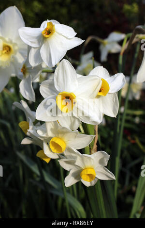 Weiße Narzisse Frühlingsblumen, Narzissen Minnow Stockfoto