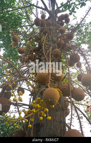 Cannonball Baum (Couroupita guianensis Aubl.) Früchte trägt, Koh Samui, Thailand Stockfoto