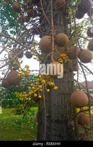 Cannonball Baum (Couroupita guianensis Aubl.) Früchte trägt, Koh Samui, Thailand Stockfoto