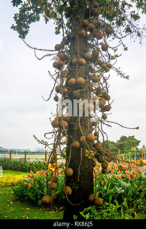 Cannonball Baum (Couroupita guianensis Aubl.) Früchte trägt, Koh Samui, Thailand Stockfoto