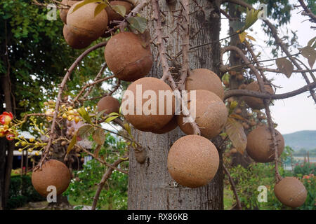 Cannonball Baum (Couroupita guianensis Aubl.) Früchte trägt, Koh Samui, Thailand Stockfoto