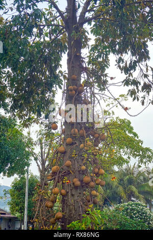 Cannonball Baum (Couroupita guianensis Aubl.) Früchte trägt, Koh Samui, Thailand Stockfoto