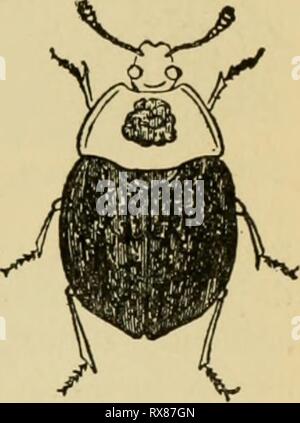 Ökonomische Entomologie für den Landwirt wirtschaftliche Entomologie für den Landwirt und der Obstbauer, und für die Verwendung als Text-Buch in der landwirtschaftlichen Schulen und Hochschulen; economicentomol 00 smit Jahr: 1906 Aas Käfer.-a, Necrophorus americana; b, Larve oi Silpha lapponica; c, Silpka Americana. sind deutlich abgeflacht und proportional sehr breit, mit kleinen Köpfen, und auf der anderen von der Gattung Necrophorus, in der die Arten sehr viel mehr gebaut werden, schmaler, nicht abgeflacht und mit großen Köpfen. Das sind die wahren "vergraben" Käfer, und die Namen von ihrer Gewohnheit der Aushub unter kleinen de ableiten Stockfoto