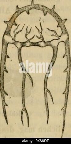 Eine Lektüre im Sterben Konchyliologie; oder Stockfoto