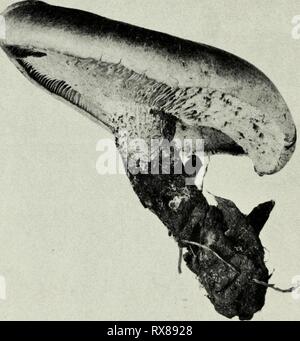 Essbaren und giftigen Pilze von essbaren und giftigen Pilze von Kanada ediblepoisonousm 00 grov Jahr: 1979 303 1304 Zahlen 303-304. Lentinus lepideus. 196 Stockfoto