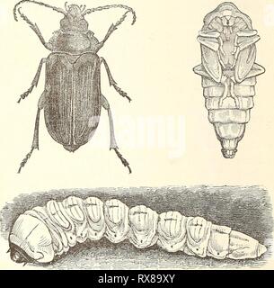 Ökonomische Entomologie für den Landwirt wirtschaftliche Entomologie für den Landwirt.. economicentomolo 00 Smit 0 Jahr: 1896 2 o 6 AJV ÖKONOMISCHE ENTOMOLOGIE. Länge. Es wirtschaftlich nicht wichtig ist, im Gegensatz zu den "Grundzuegen der Halsstarrige Prionus", S. laticollis, deren Larven in Black als 'Giant root-borers bekannt sind." Der Käfer ist schwarz, robust, breiter als üblich, mit einem breiten, verzahnte Thorax, und von ein bis zwei cm in der Länge. Die Larven sind immens, fast drei Zoll für einen ausgewachsenen Weibchen, und sie ernähren sich in den Wurzeln einer Abb. 195. Die 'Giant root - Borer, 'Prionus laticollis.- Larve, Puppe und erwachsener. Auswahl Stockfoto