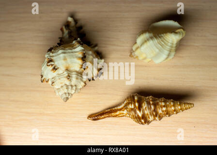 Makro Foto von bunten Muscheln. Drei braunen und weißen Meer Muschelschalen auf einem hellgrauen Tabelle. Exotische und schöne Souvenirs kaufen die Leute oft her Stockfoto