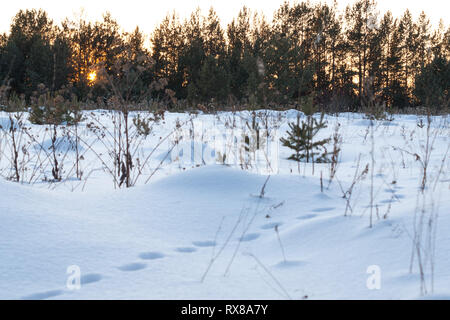 Spuren im Schnee, die Spuren der Tiere im tiefen Schnee in der Nähe des Waldes. Stockfoto