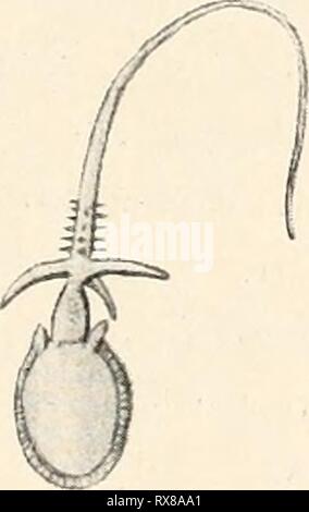 Einführung in die Biologie (1912) Einführung in die Biologie einfhrungindie 00 maas Jahr: 1912 Abb. 97. Hydroidenkolonie aus dem Meer. Ciadonema. Freßtiere und Geschlechtstiere. Nummern-oper Körperlagen; ihr Inneres wird gebildet von einer Fortsetzung des allgemeinen Hohlraumes; ihr Äußeres von einer Lage von Zellen, deren Mehrzahl sterben Fähigkeit besonders krasser Zusammenziehung Stockfoto