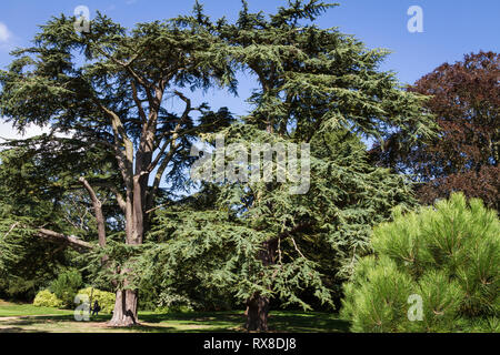 Sandringham House Gardens und 20.000 Hektar großen, privaten Wohnsitz von Königin Elizabeth II. in Sandringham in Norfolk. England Stockfoto