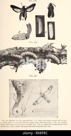 Ökonomische Entomologie für den Landwirt wirtschaftliche Entomologie für den Landwirt.. economicentomolo 00 Smit 0 Jahr: 1896 Stockfoto