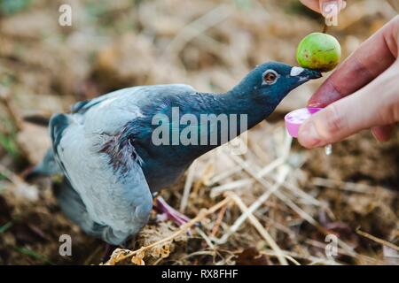 Fütterung eine verletzte Taube in der realen Natur. Gebrochene Flügel. Kraft der Verbindung zwischen Mensch und Tier. Stockfoto