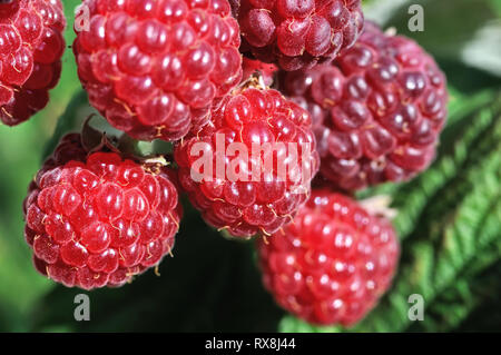Close-up von Himbeere Zweig in den Garten im sonnigen Sommertag Stockfoto